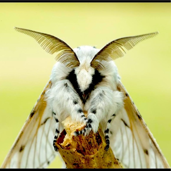 Meet your Posher, Elizabeth - Picture 5 of 15